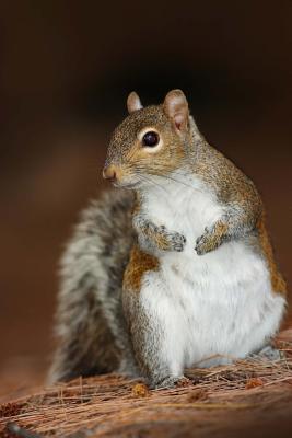 Full Download Gray Squirrel (Sciurus Caolinensis) Journal: 150 Page Lined Notebook/Diary -  | PDF
