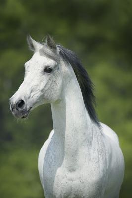 Full Download White Horse March Notebook & Journal. Productivity Work Planner & Idea Notepad: Brainstorm Thoughts, Self Discovery, To Do List - Equine Life | PDF