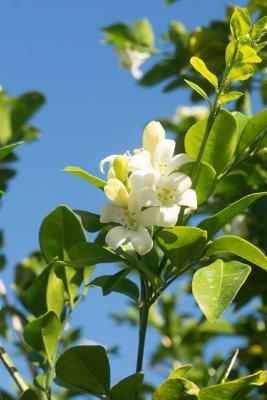 Full Download Florida State Flower - Orange Blossom Journal: 150 Page Lined Notebook/Diary -  file in ePub