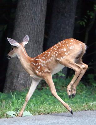 Read Deer Crossing Composition Book: 8.5 X 11 Wide Ruled Line Paper 200 Pages (100 Sheets) - Bella Books file in ePub